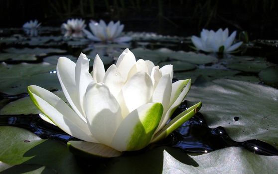 Qui sommes-nous ? Qui suis-je ? Ce que nous sommes dans notre nature (Ce que dit la science Vedique) Qui sommes-nous ? Qui suis-je ? Ce que nous sommes dans notre nature (Ce que dit la science Vedique)